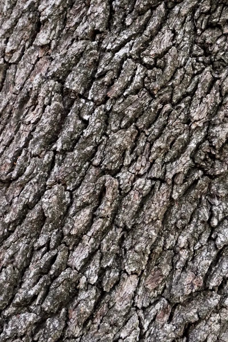 Explore the details of a tree's bark