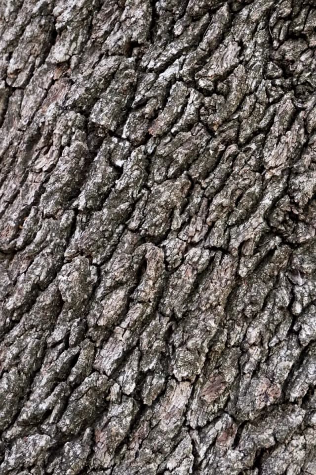 Explore the details of a tree's bark