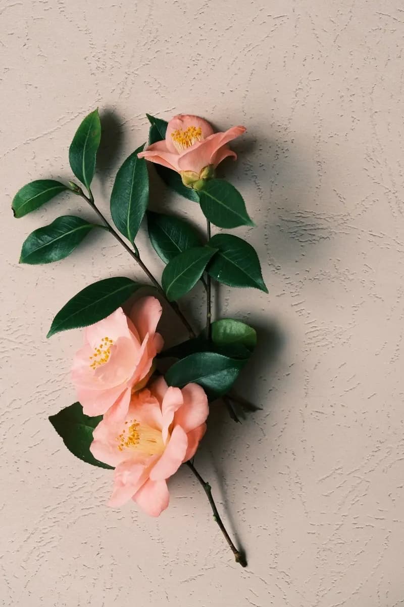 Make a floral arrangement