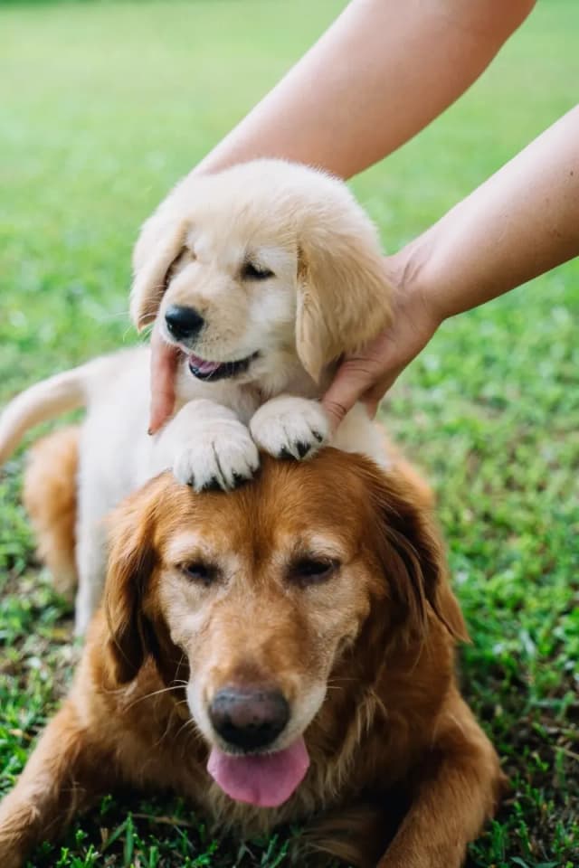 Show compassion to an animal