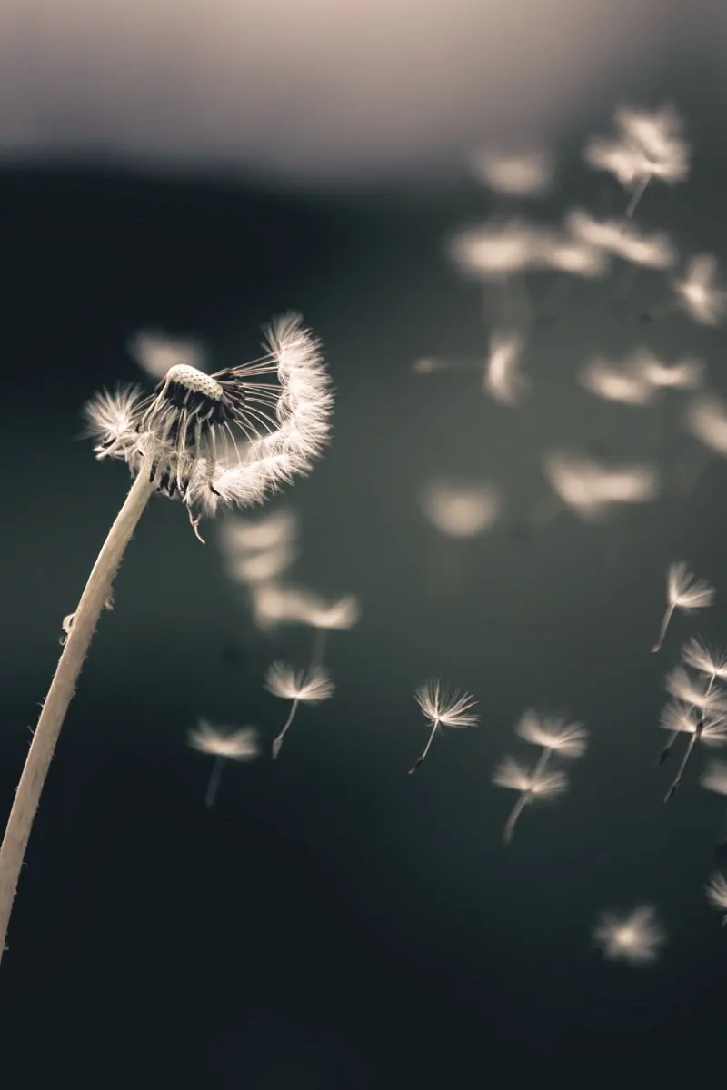 Feel the wind